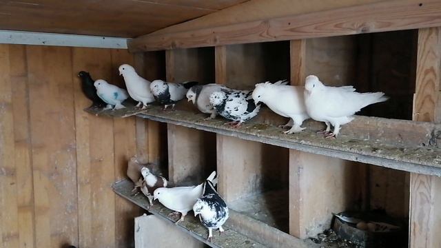 Пополнение в голубятне Михаила! Как всегда отличные голуби!!#pigeons#голуби# смотреть онлайн