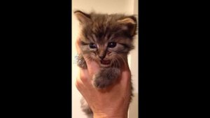 CAT MEMES COMPILATION V07