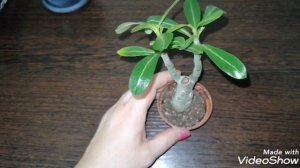 Адениум. Описание, посадка, уход.