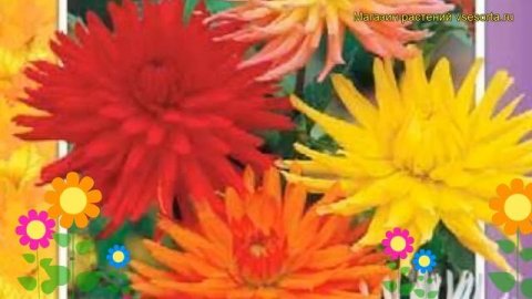 Георгина кактусовидная Кактус фловеред микс. Обзор dahlia cultorum, variabilis Kaktus flowered mix