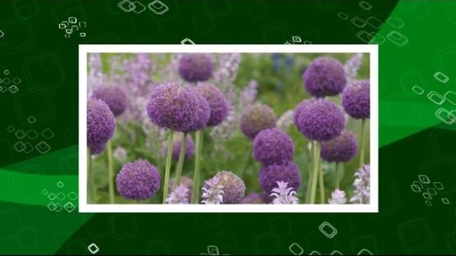 ЕЛШАНКА (Саратовская область) - ОЛЬГА РЕЗНИЧЕНКО (ШУНОВА)