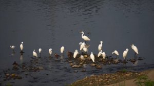 Белые цапли на речке. Стоянка. Живой звук.