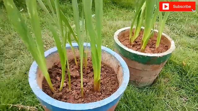 gladiolus flower plant को grow करने का तरीका || gladiolus flower कब और कैैसे उगाऐ || смотреть онлайн