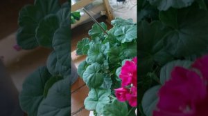 Ирида Капля Черники !И другие )))