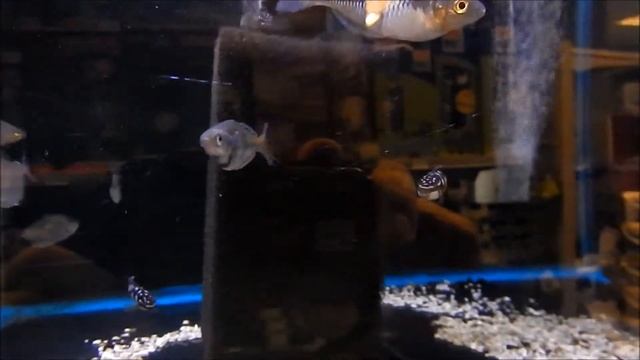 Aquarium, aquarium fish freshwater, Julidochromis marlieri смотреть онлайн