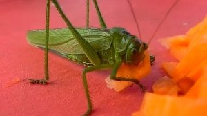 Кузнечик ест морковку