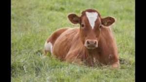 МҰСЫЛМАНША ТҮС ЖОРУ. ТҮСІҢІЗДЕ СИЫР КӨРСЕҢІЗ...