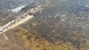 Выпуск мальков сазана в реку Битюг Бобровского района