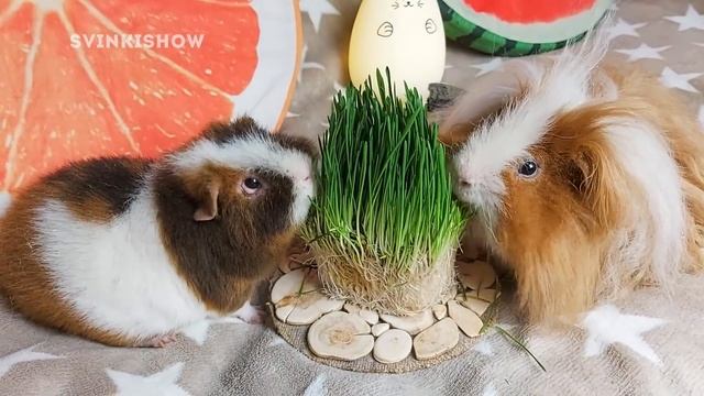 НОВОСТИ О КУЗЕ. КУДА ДЕЛСЯ РОГ У МОРСКОЙ СВИНКИ? смотреть онлайн