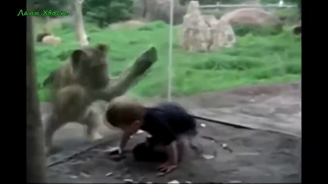 Приколы над животными Кошки, собаки! Смешно до слёз!!! смотреть онлайн