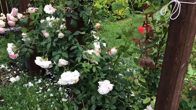Летняя обрезка роз Пьер де Ронсар, Айсберг после первого цветения 13.07.20 смотреть онлайн