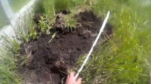 Борьба со слепышами. Слепыш (не крот) вредитель. Фостоксин.