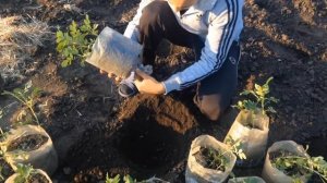Выращивание картофеля. Идеальный посадочный материал. Оздоровление ростками