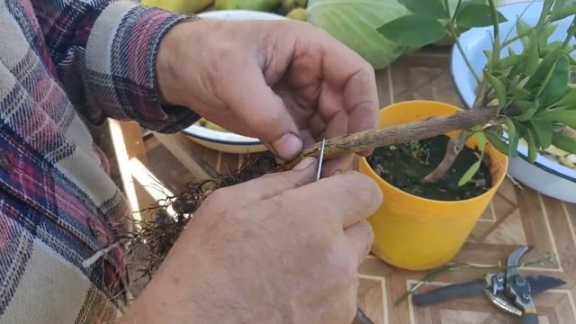 СЕКРЕТЫ прививки лимона! смотреть онлайн