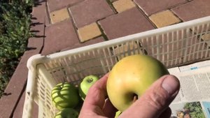 Низкорослые яблони на карликовом подвое М9 в моем саду. Часть 2: лето и осень, сбор урожая
