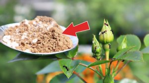 Этот порошок на глазах расщепляет муравьишек! Самый грозный враг муравьев на огороде мурацид