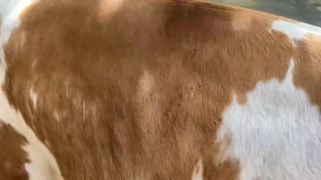 💯%SIMMENTAL BUQALAR SOTILADI ☎️95-090-95-15 . Dastafka hizmati bor.