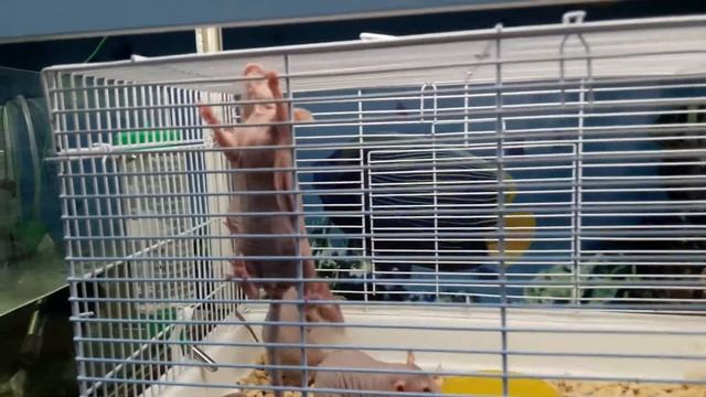 Крысы Сфинкс очень редко в продаже смотреть онлайн