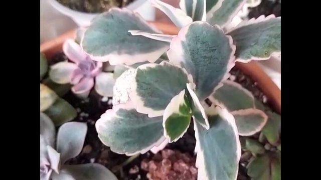 SUCULENTAS VARIEGADAS-Echeveria--Kalanchoe--Aeonium--Sedum y muchas mas смотреть онлайн