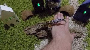 Пятнистый леопардовый эублефар содержание (лат. Eublepharis macularius)