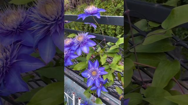 Multi Blue Clematis in Luna’s Rose Garden 2023