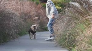 ТОП-7 маленьких собак для квартиры