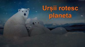 Urșii rotesc planeta.