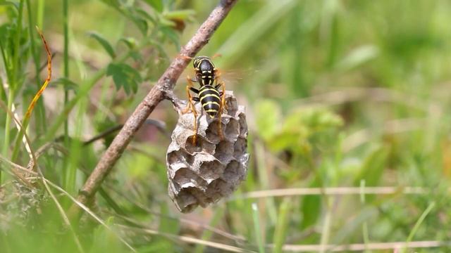 РОДИНА МОЯ. Сергей Гудаев
#Россия #Липецк #Липецкаяобласть #Елец #Задонск #МыРоссия #Мывместе