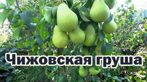 Чижовская груша - очень вкусный сорт