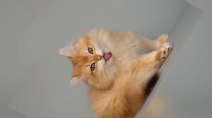 Британская золотая шиншилла длинношерстная.