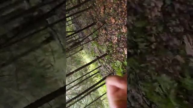 Нашел чешуйчатку обыкновенную смотреть онлайн