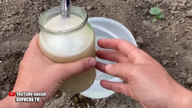 Огірки в мить підуть в зростання! Просто полийте цим сходи огірків