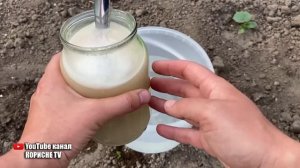 Огірки в мить підуть в зростання! Просто полийте цим сходи огірків