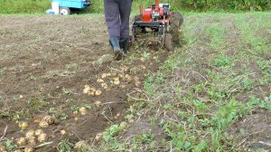 Урожайность картофеля от новых семян.Копаем картофель картофелекопалкой ККМ-1С"Пахарь".Мотоблок Агат