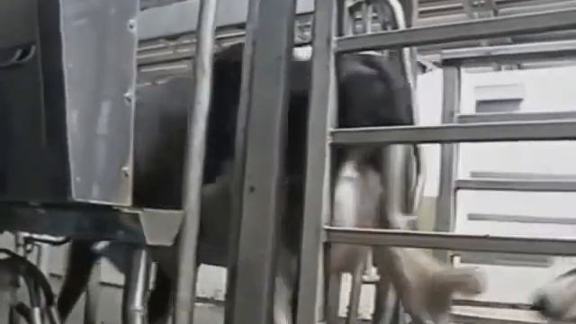 Сборник научного видео. Доїння та виробництво молока.