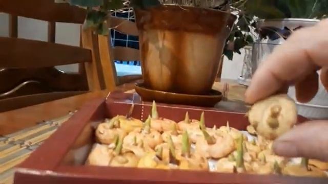 Как подготовить луковицы гладиолусов к посадке смотреть онлайн