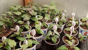?Уход за фуксией ,с момента черенкования ,до высадки в кашпо.?
