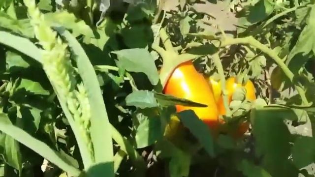 Собираю помидоры.Урожай помидор .Засолочный ,Инкас , Рио Гранде. смотреть онлайн