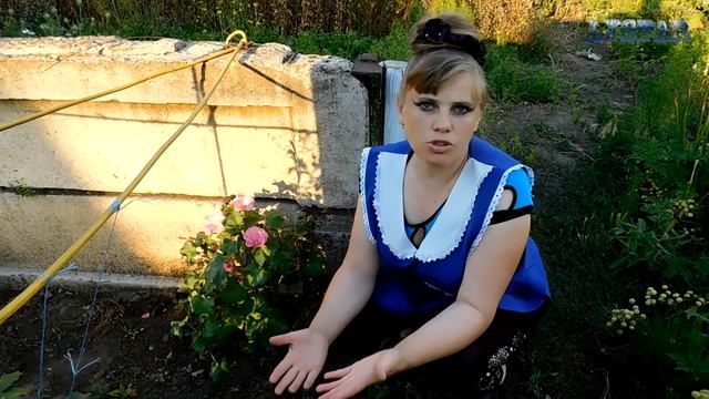 ЛАВАТЕРА цветет! Посадка выращивание уход вредители болезни подкормка размножение лаватеры. смотреть онлайн