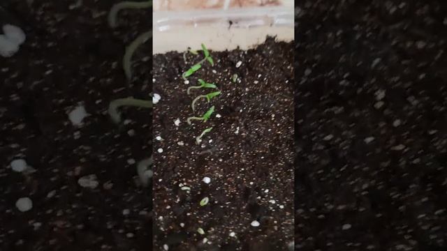 томаты 6 . Плесень в парничках с всходами томата. смотреть онлайн