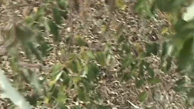 How to ID Elaeagnus angustifolia смотреть онлайн