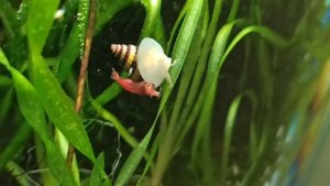 Улитка хелена и креветка вишня/Прокатилась!/Cherry shrimp and Helena snail in a 30 l tank