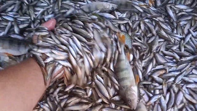 Рыбалка смотреть онлайн