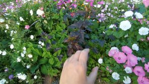 Какие цветы посадить на участке?