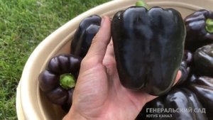 Весь зеленый Перец вмиг дозреет в Сентябре, если сейчас сделаете так!