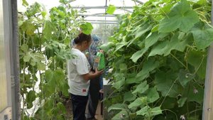 " Во саду ли, в огороде" ( Выпуск от 16.08.2024)