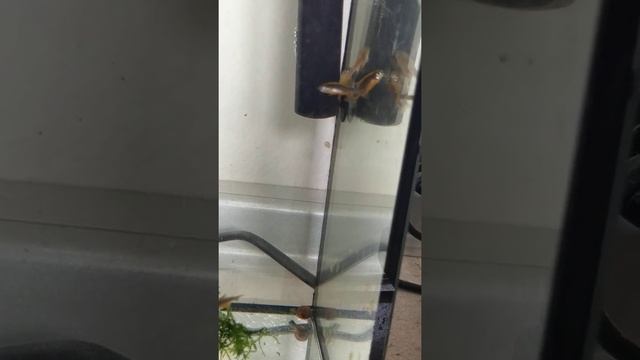 Новые рыбки: микрорасбора Галактика или данио Маргаритатус смотреть онлайн