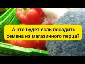 ⚫ Стоит ли покупать семена перцев? / Посадка семян из перца купленного в магазине.