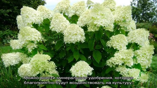 Посадка гортензии весной в открытый грунт