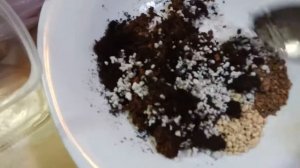 Адениумы из семян. Как правильно посадить семена.